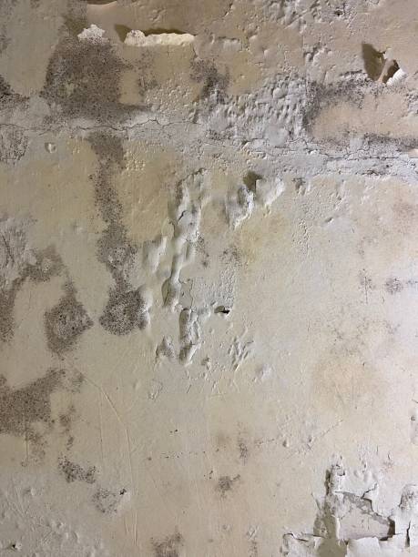 Best Attic Mold Remediation in Park City, KS
