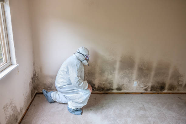Best Emergency Mold Remediation in Park City, KS