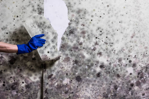 Best Preventive Mold Services in Park City, KS